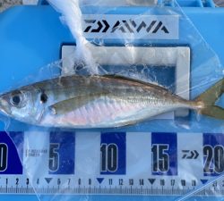 秋のカレイ、キス、五目釣り