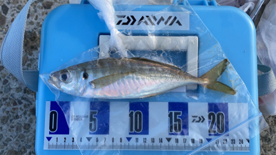 秋のカレイ、キス、五目釣り