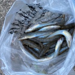 久しぶりのハゼ釣り