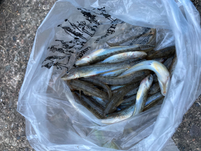 久しぶりのハゼ釣り