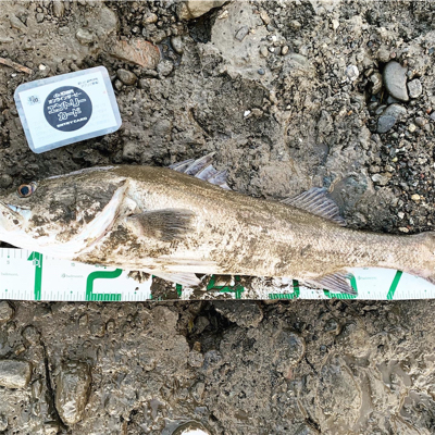 久々のランカー！