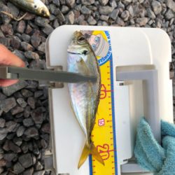 渋い中なんとかでした