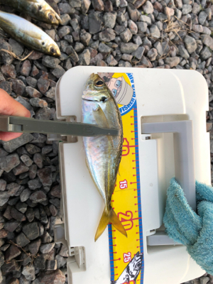 渋い中なんとかでした