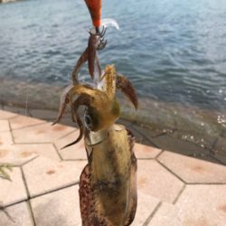 アオリイカを求めて⑬