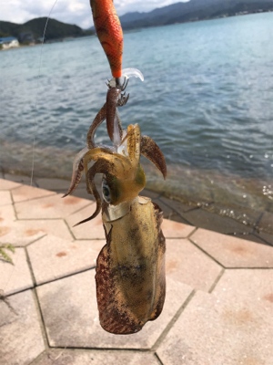 アオリイカを求めて⑬