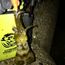 寒くて渋いエギングσ(^_^;)