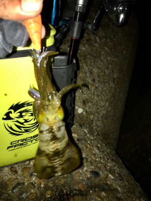 寒くて渋いエギングσ(^_^;)