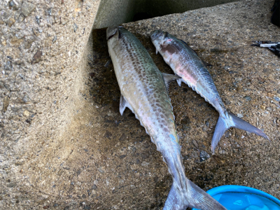 今季初サワラ！