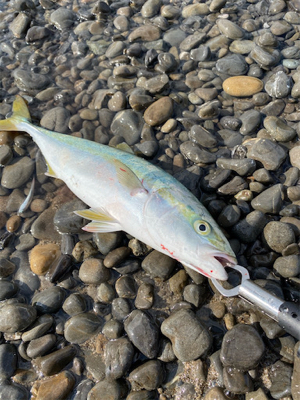 ゴールデンタイム♪