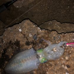 エギングチャレンジ