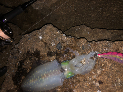 エギングチャレンジ