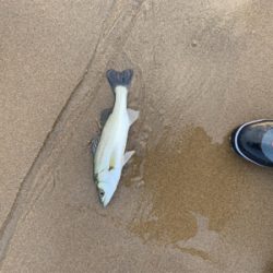 大量の小型セイゴ