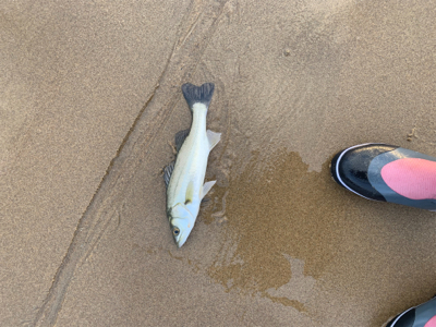 大量の小型セイゴ