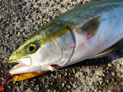 ハマチ！2020ライトゲーム第30戦