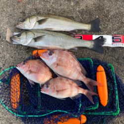 ハネのちマダイ