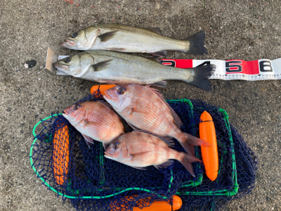 ハネのちマダイ