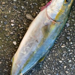 ショアジギング