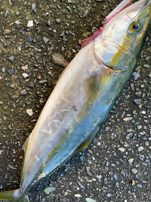 ショアジギング