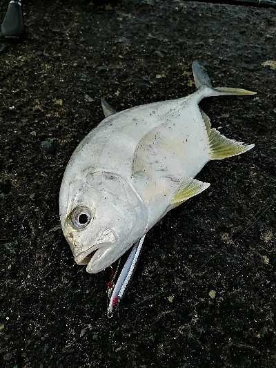 メッキポンポン