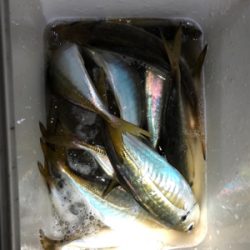 中アジ好調持続