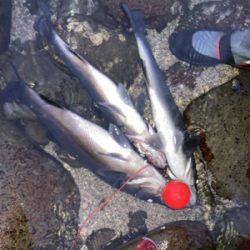 朝マズメのヒラスズキ狙いで、3本ゲット！！