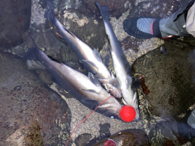 朝マズメのヒラスズキ狙いで、3本ゲット！！