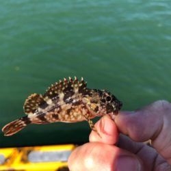 ファミリーフィッシング