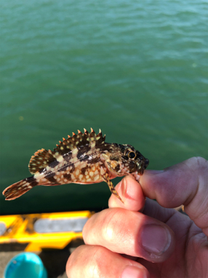 ファミリーフィッシング