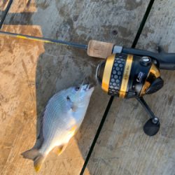 タイ科3目釣り達成