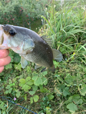 活性低し　ブラックバス