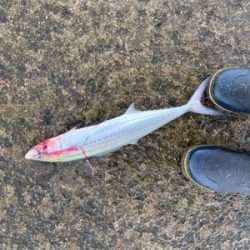 雨あがりのジギング