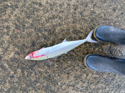 雨あがりのジギング