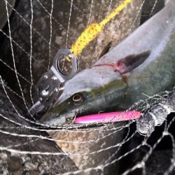 夕まずめにメジロ