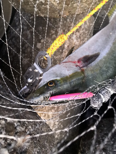 夕まずめにメジロ