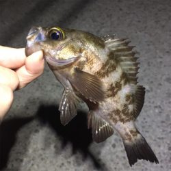 明石周辺ライトゲーム