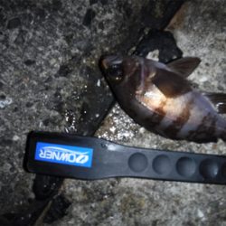 虫ヘッドでアジング