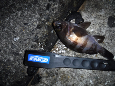 虫ヘッドでアジング