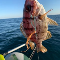 アカハタ狙いボート釣行