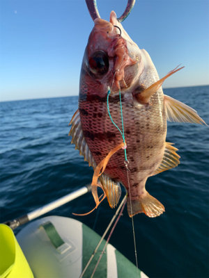 アカハタ狙いボート釣行