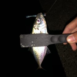 ショアジギング