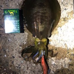 何とかかんとか