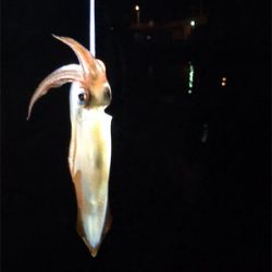 初めてケンサキイカが釣れました