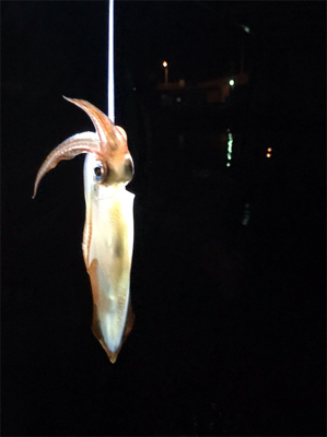 初めてケンサキイカが釣れました