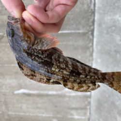 小メバル釣り！