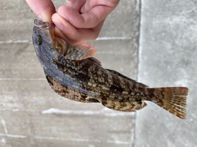 小メバル釣り！