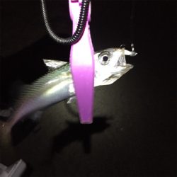 舞洲でサゴシ！