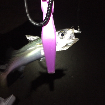 舞洲でサゴシ！