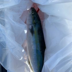 舞鶴沖ジギング