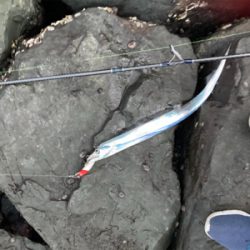 ミノー表層巻きで30分3本!!タチウオ釣果!!