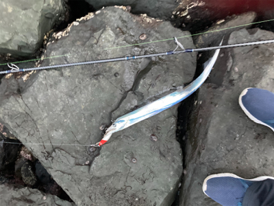 ミノー表層巻きで30分3本!!タチウオ釣果!!